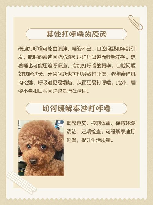 泰迪狗狗睡觉打呼噜怎么办
