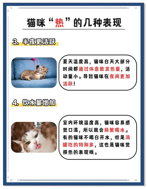 猫咪吹风扇的正确方式