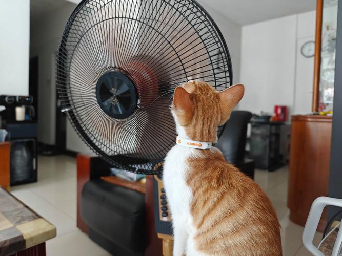 猫可以吹电风扇吗