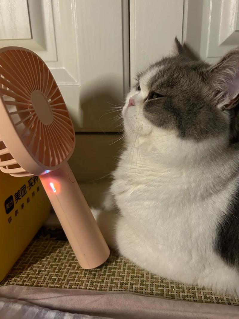 猫是否可以吹风扇?