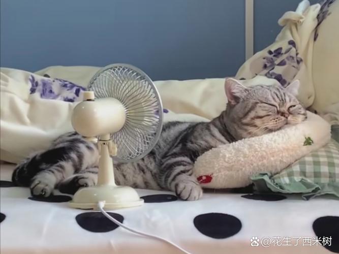 为什么猫喜欢吹风扇