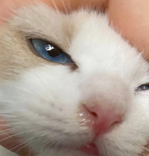 猫咪打喷嚏有鼻屎