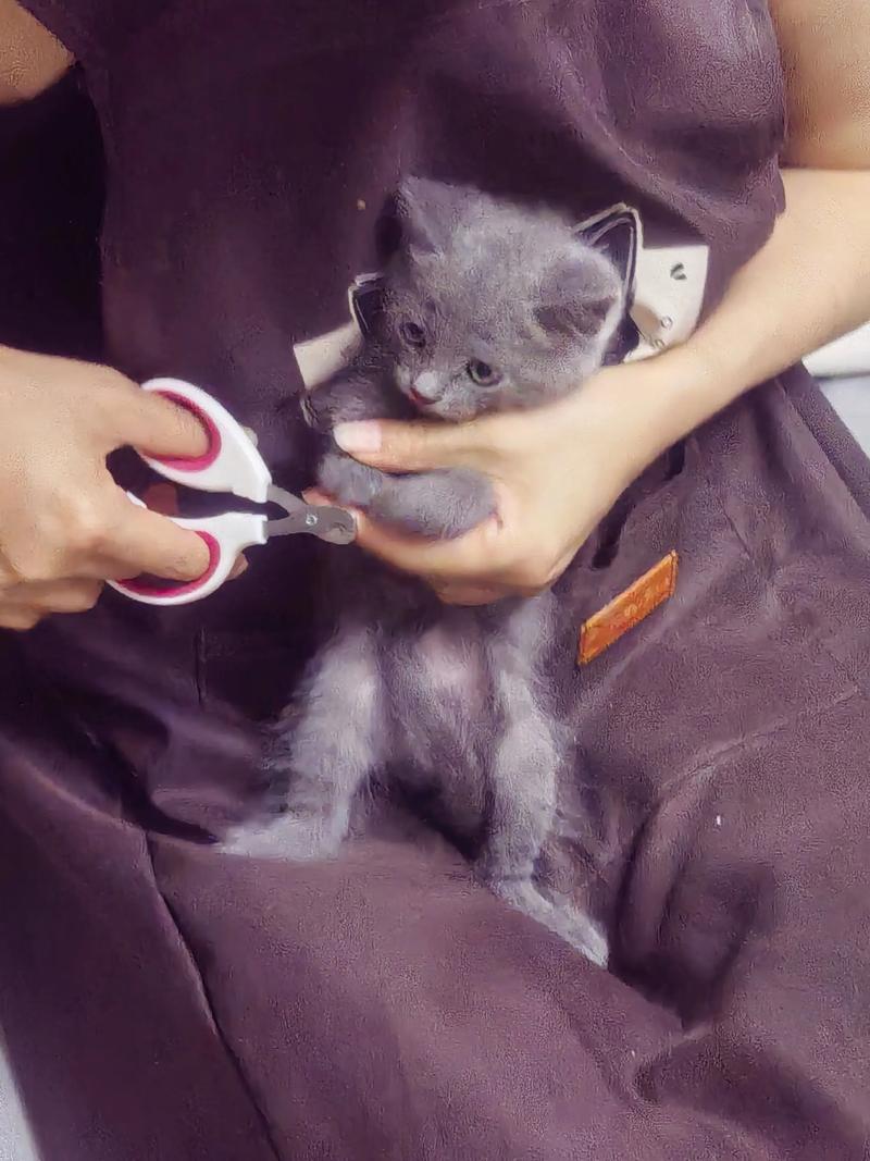 小猫咪多大可以剪指甲且多久修剪一次?