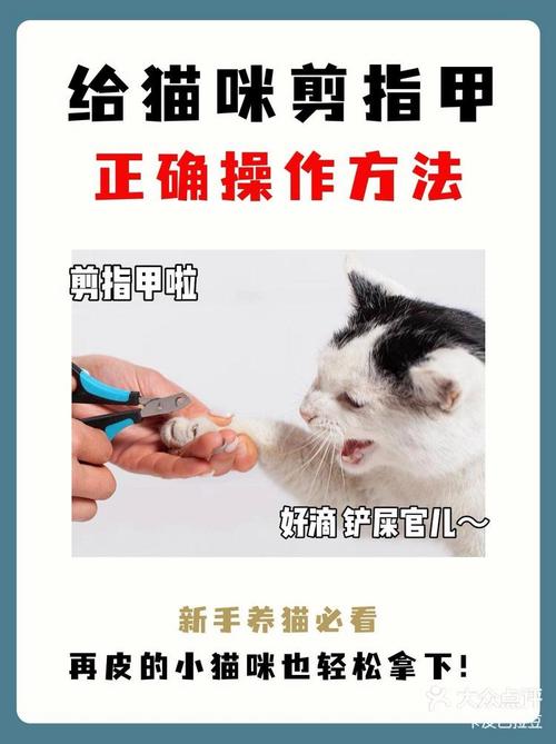 多大的小猫可以开始剪指甲了?猫咪剪指甲应该怎么修剪?需要注意些什么...
