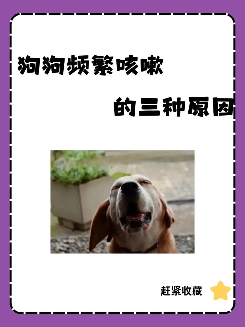 狗狗如果咳嗽喘的厉害的话,吃什么要见效最快?