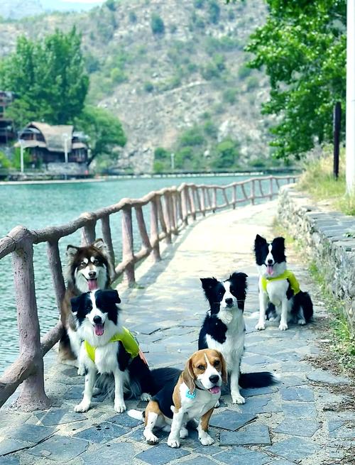 国内有哪些景点适合带狗狗去旅游?