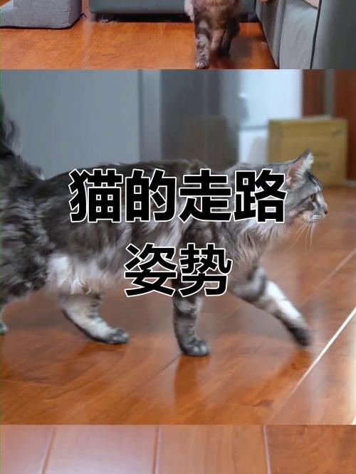 小猫多大才会走路呢