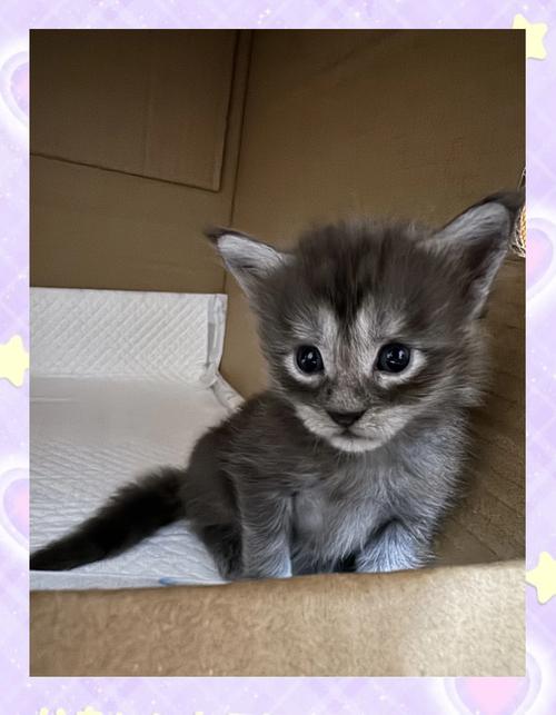 小猫几天能走路