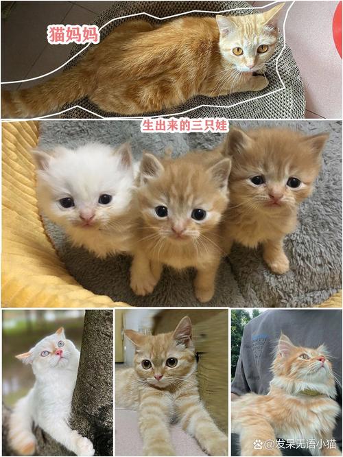 小猫几天会走路