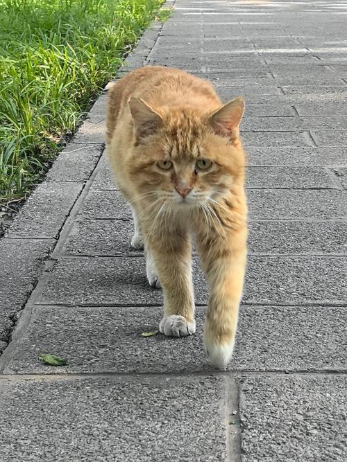 幼猫几天才能正常走路?