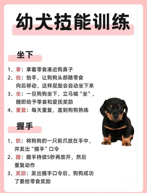 泰迪狗狗怎么训练服从性?