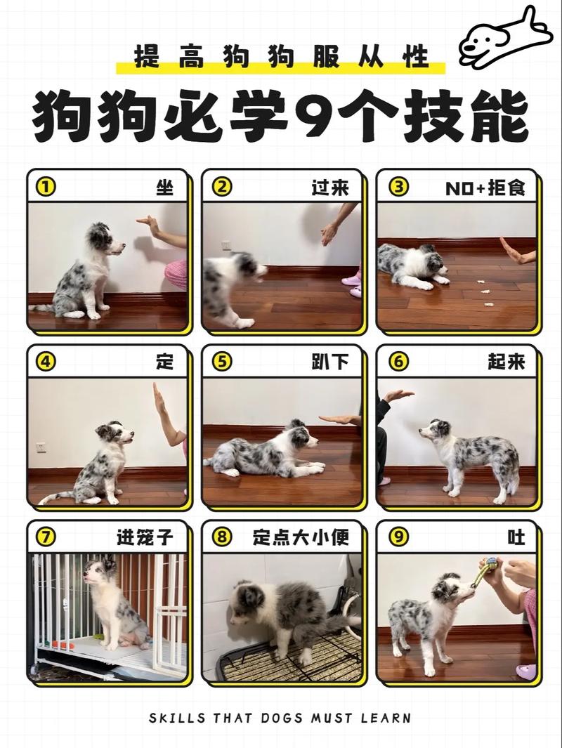 如何训练狗狗的服从性