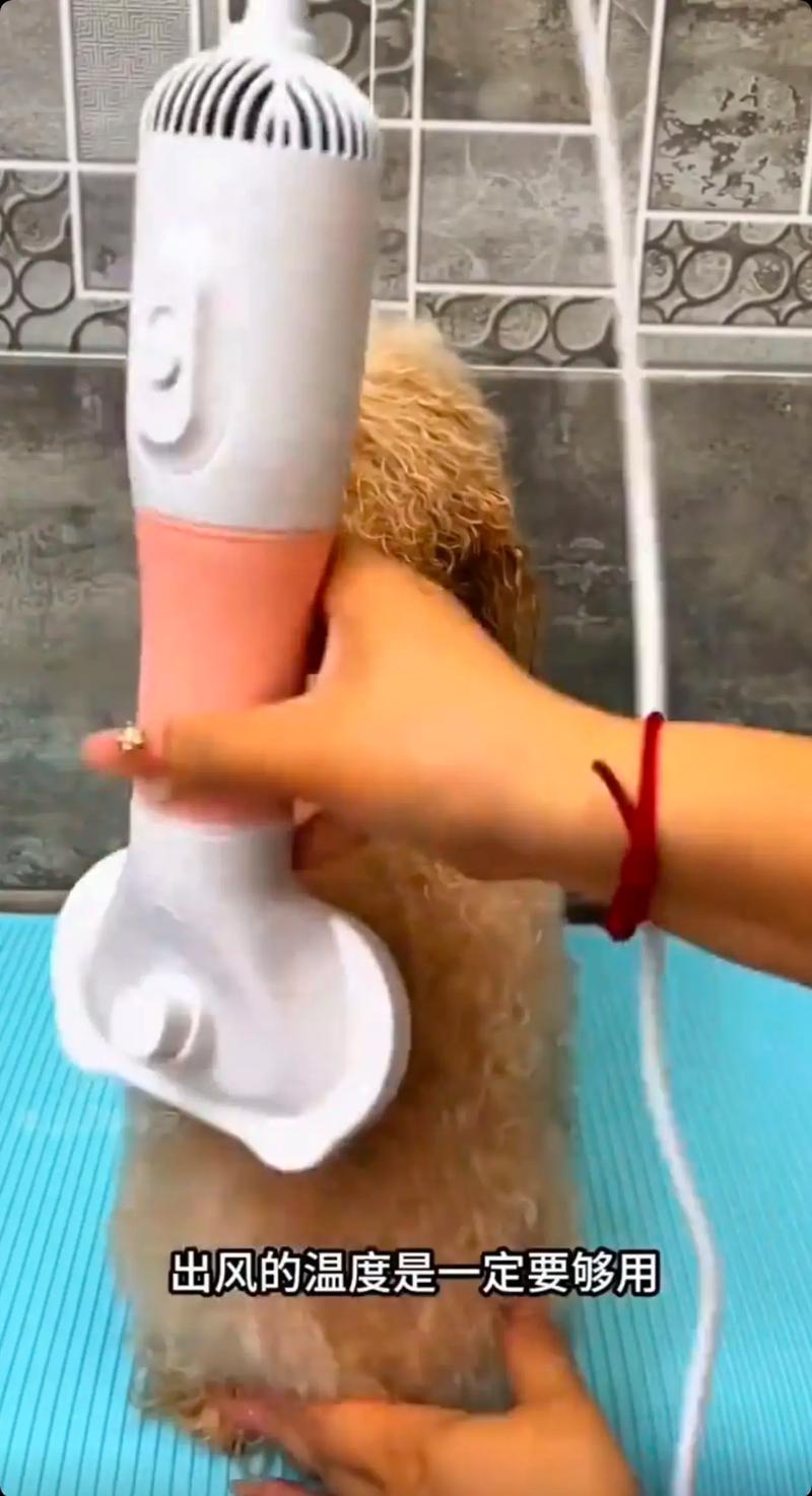 狗狗害怕吹风机
