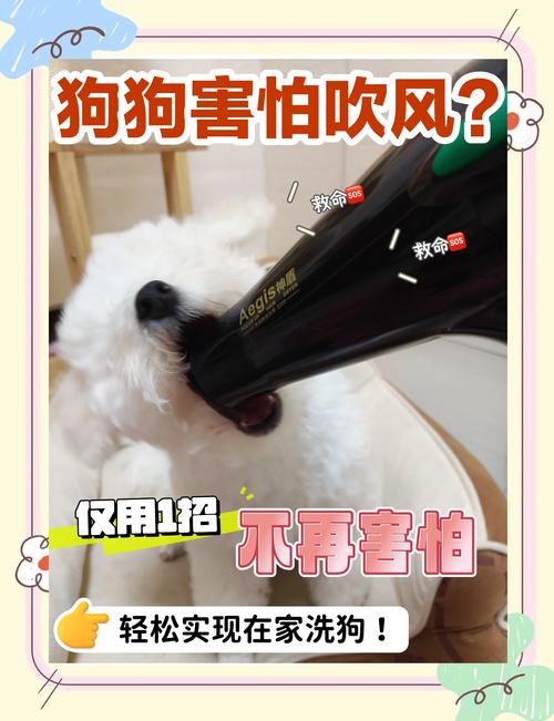 狗狗大了不让用吹风机吹怎么办?