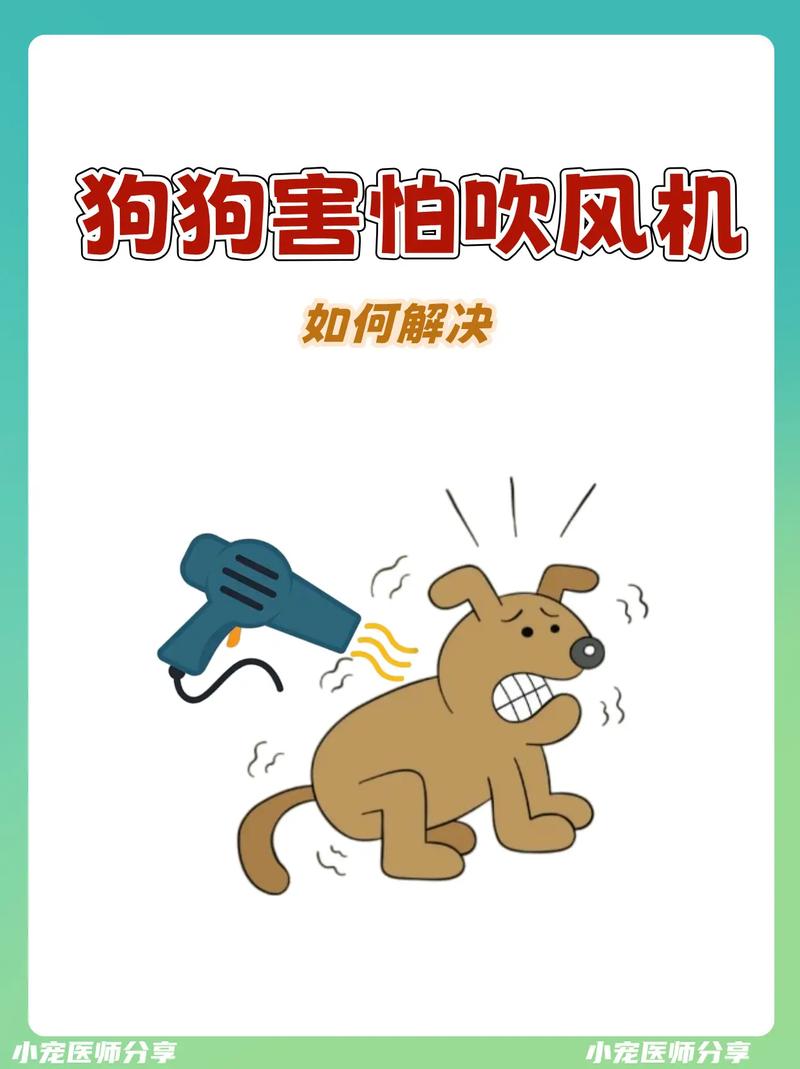 狗狗害怕吹风机的声音是为什么呢?