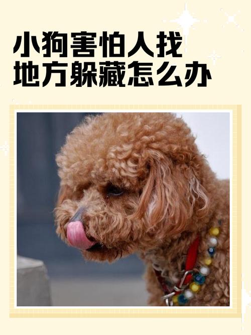 狗狗受惊后,主人该怎么安抚?