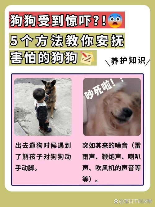 狗狗害怕怎么办安抚