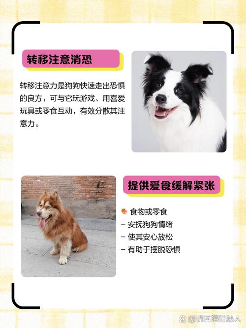 狗狗受到惊吓,主人该怎样安抚?