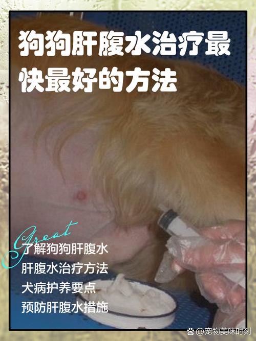 狗腹水可以活多久