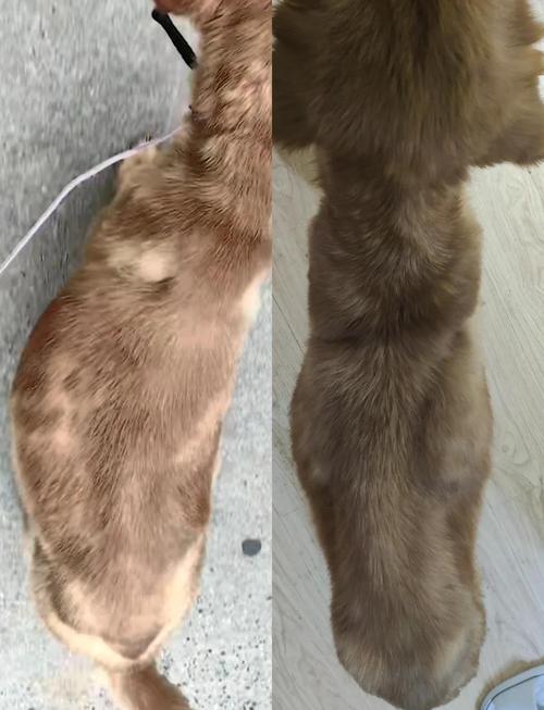 狗肝腹水一般能活多久