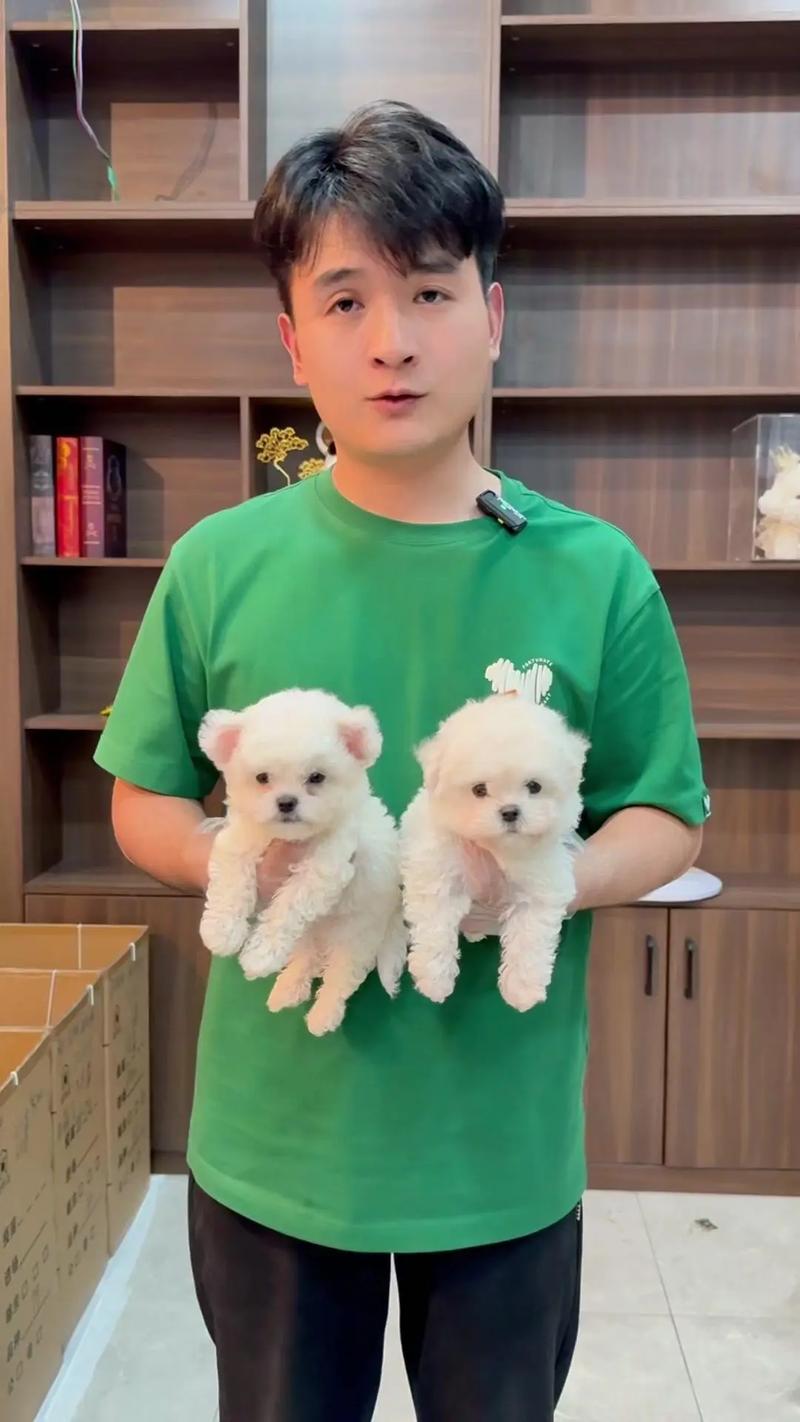 狗狗飞耳是什么意思?