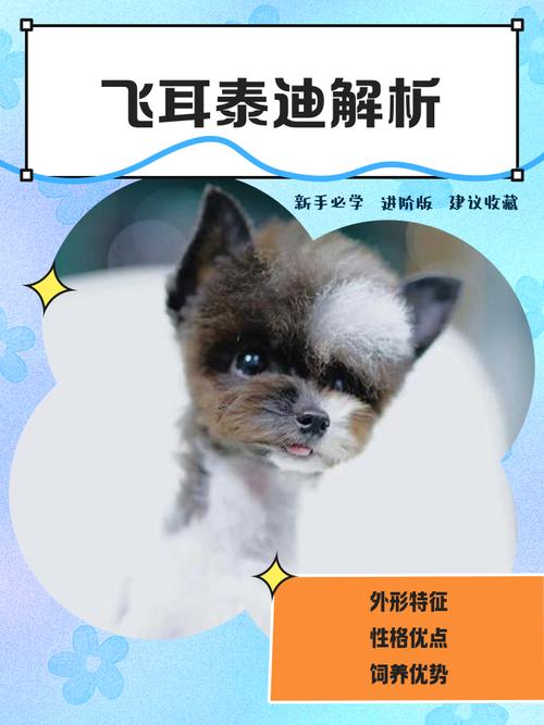 金毛飞耳怎么办