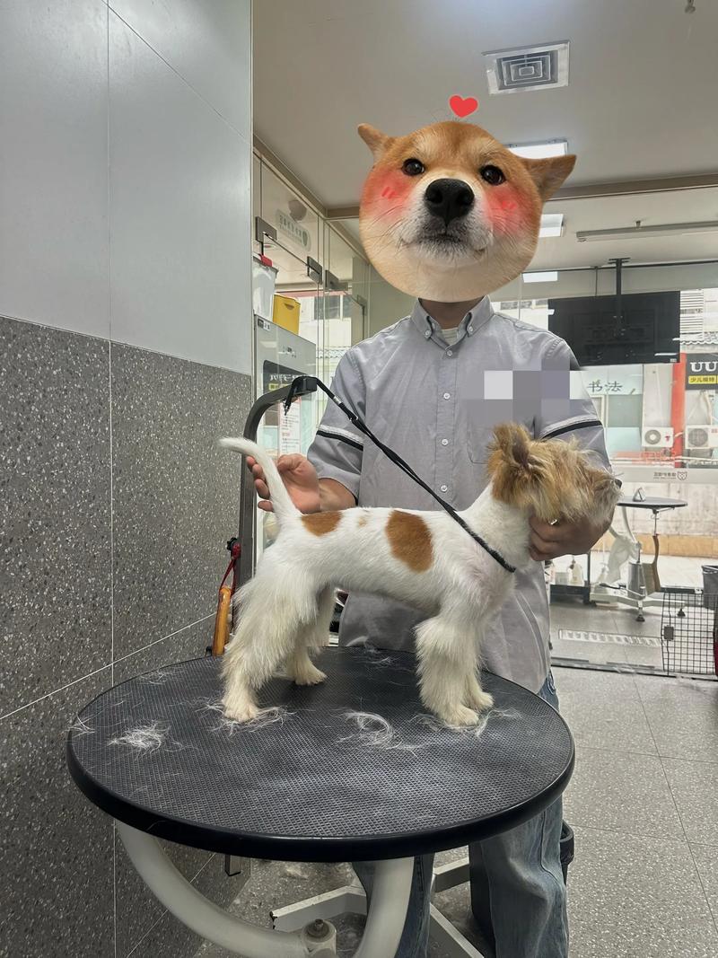 杰克罗素梗飞耳了怎么办