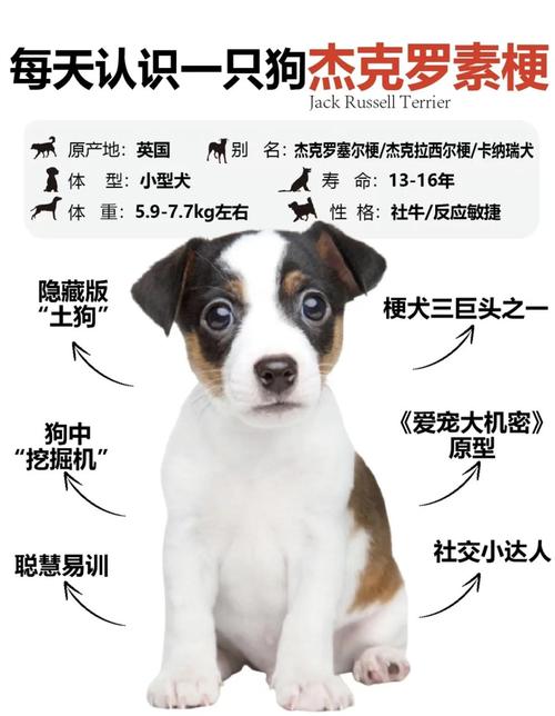 一般泰迪几个月能看出是否飞耳