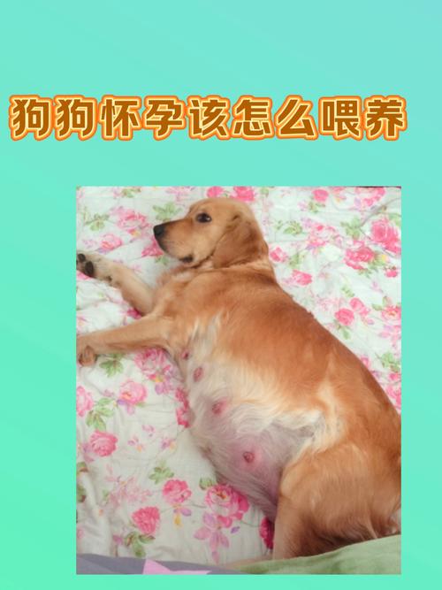 狗狗怀孕期间怎么护理呢