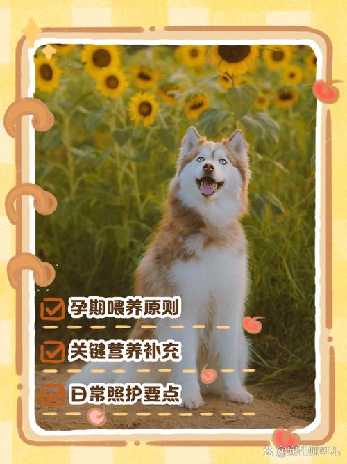 狗狗怀孕期间该怎么照顾