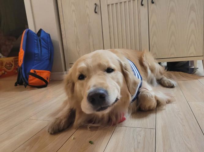 狗狗能不能吃青萝卜