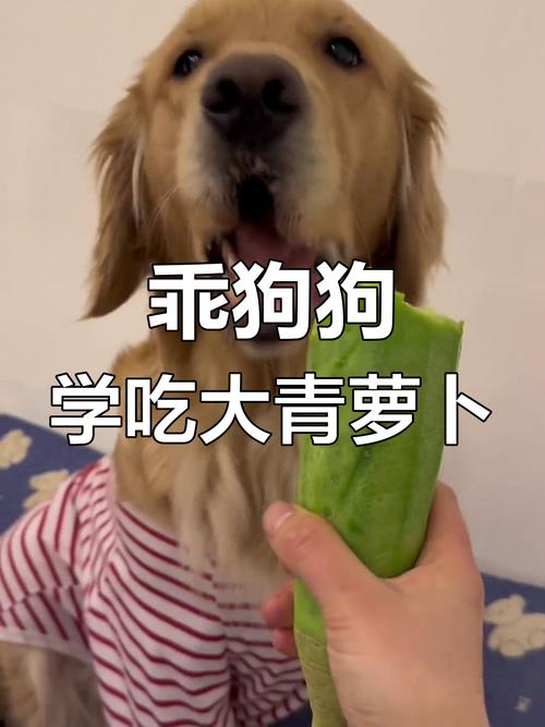 狗狗能吃生的青萝卜吗