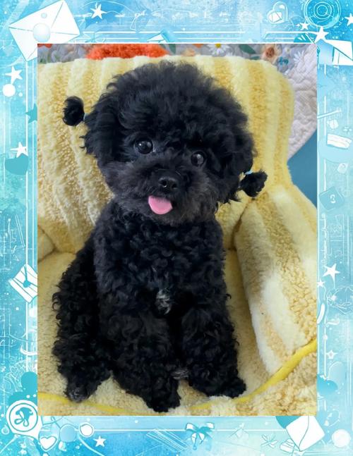 黑色泰迪狗取什么名字好听