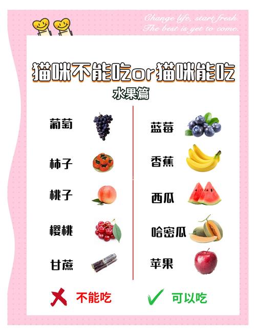 猫咪能吃&不能吃的食物速查表