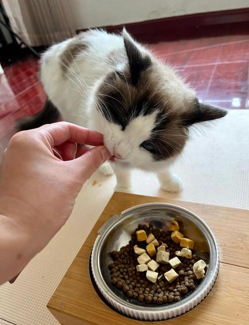 猫咪为什么不吃小鱼干?