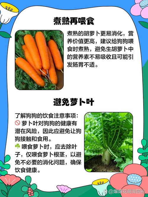 狗狗可以吃白萝卜吗