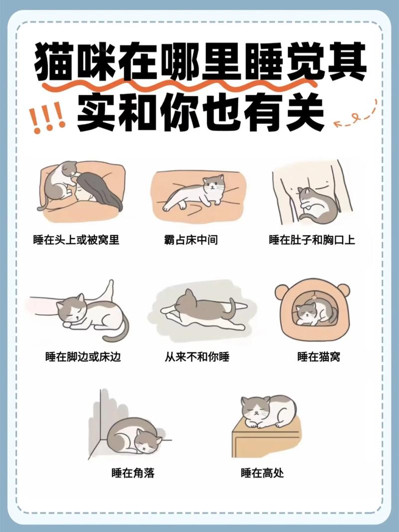 猫咪睡在主人不同位置代表的意思?