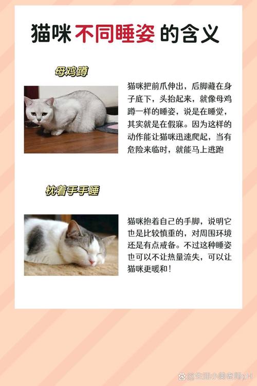 猫咪生病时的睡姿