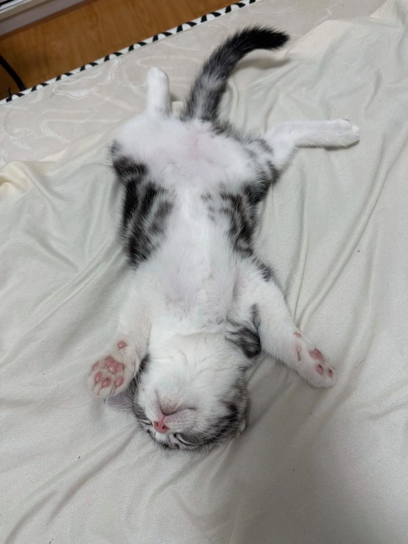 猫咪手脚伸直趴成一长条睡觉咋回事怎么趴着说明不舒服