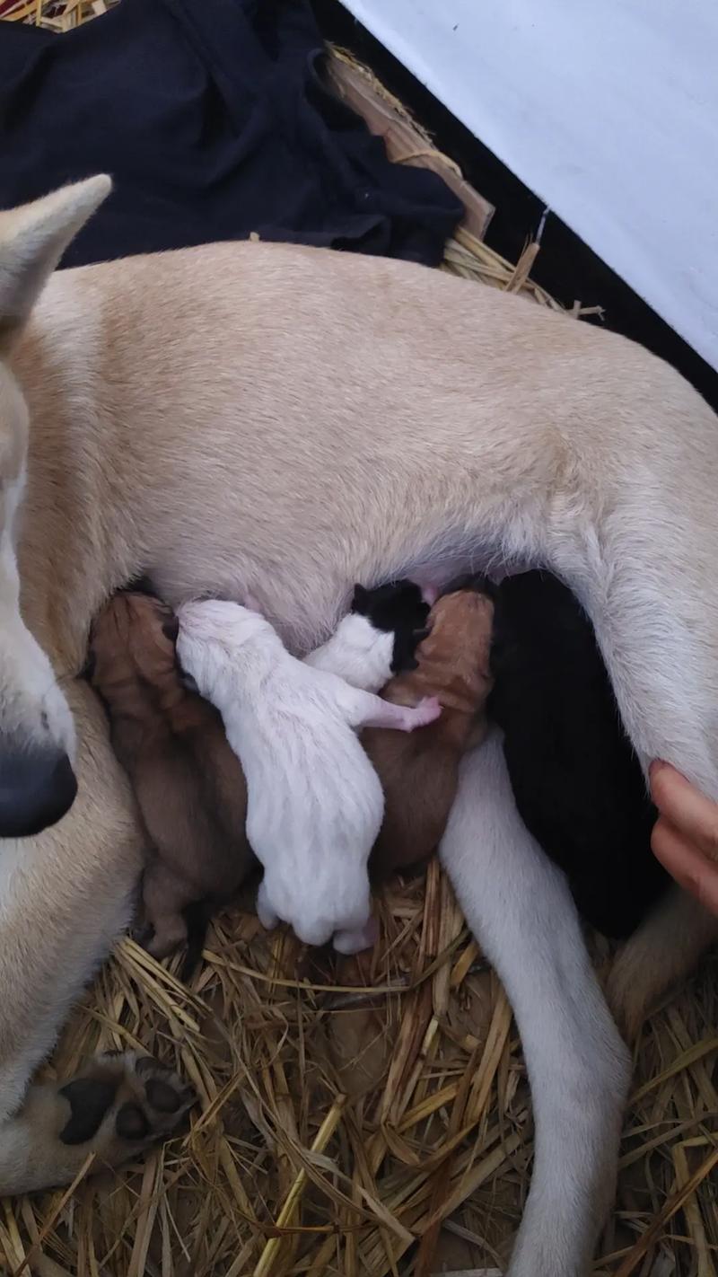 6个月的狗算是老狗吗?是刚买回来的。麻烦详细告诉我每个月每个阶段狗狗...