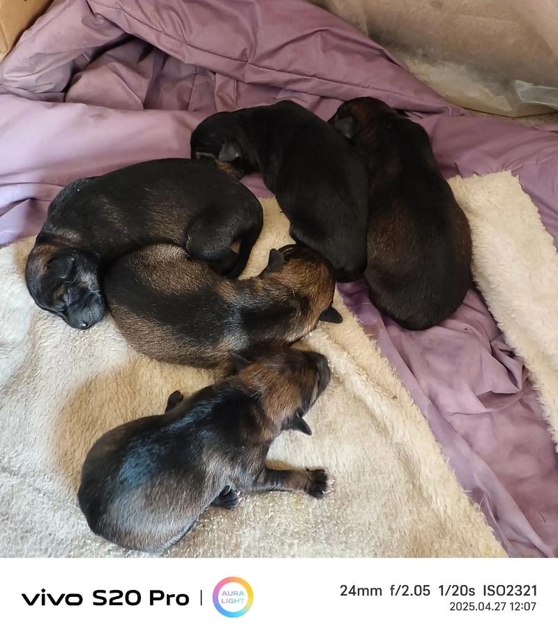 4个多月小狗还是小奶狗吗