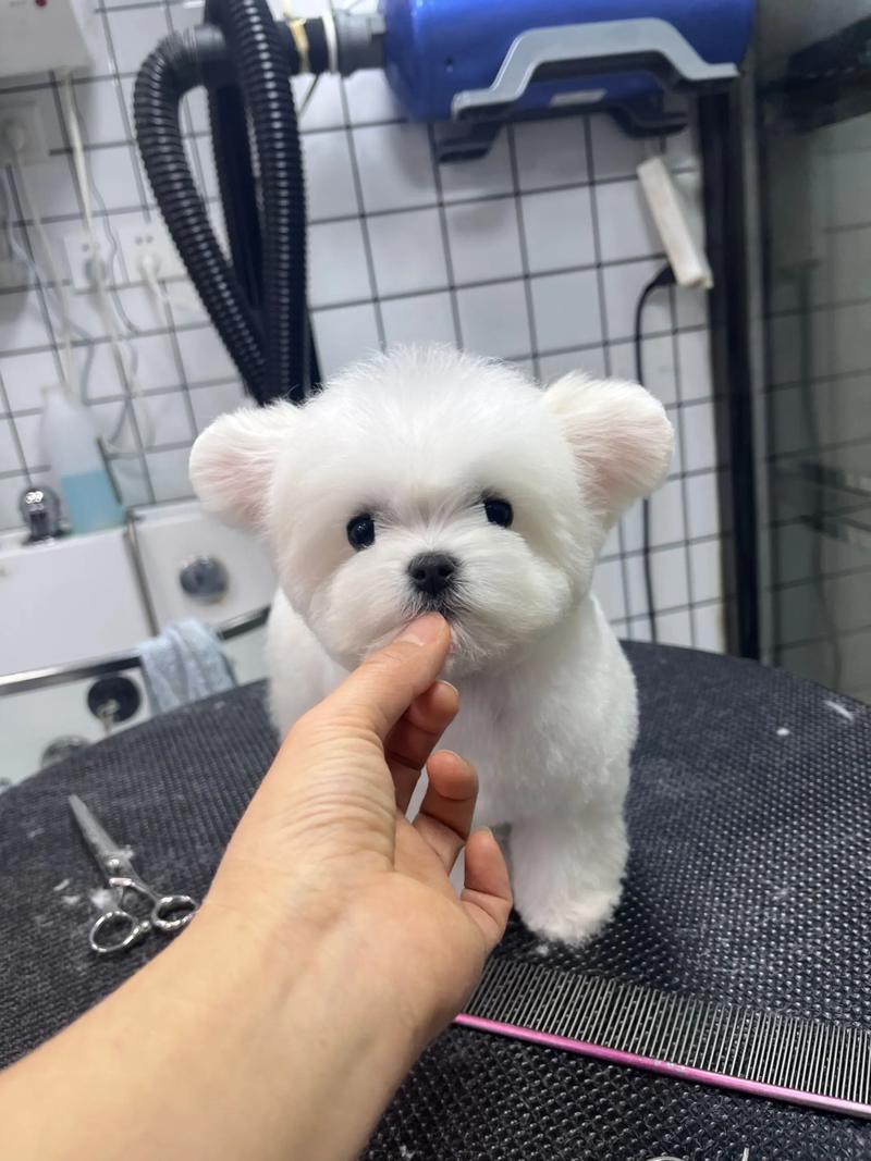 狗狗几个月算幼犬啊?