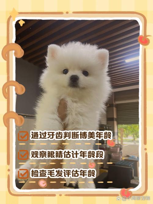 怎么判断幼犬几个月了(三个月算幼犬吗)
