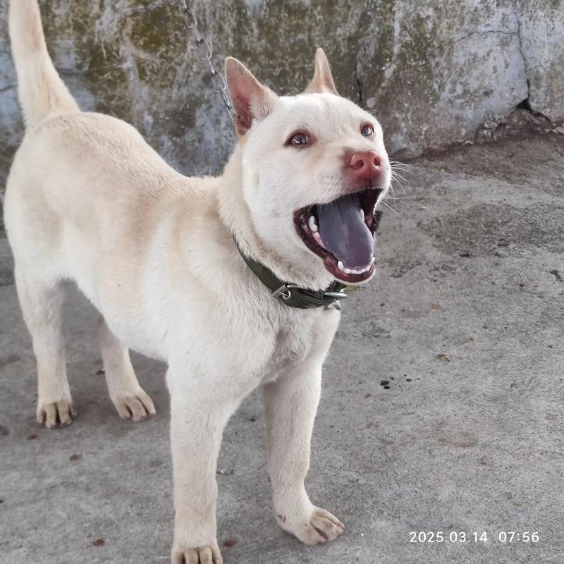 幼犬是指多大的狗狗?