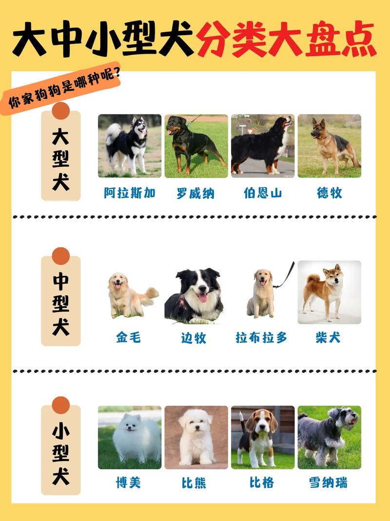 五个月狗狗还是幼犬吗