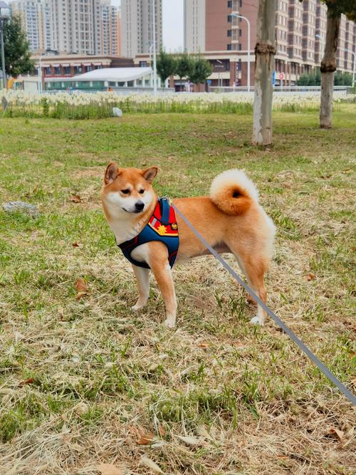 柴犬几个月可以遛狗