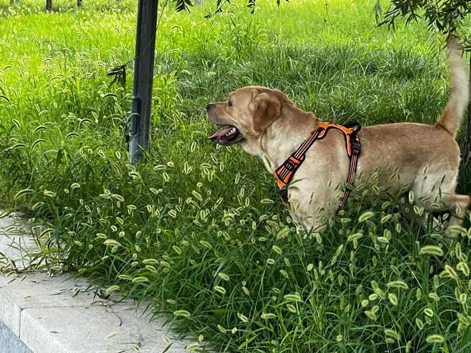 狗狗多大才可以带出去遛狗