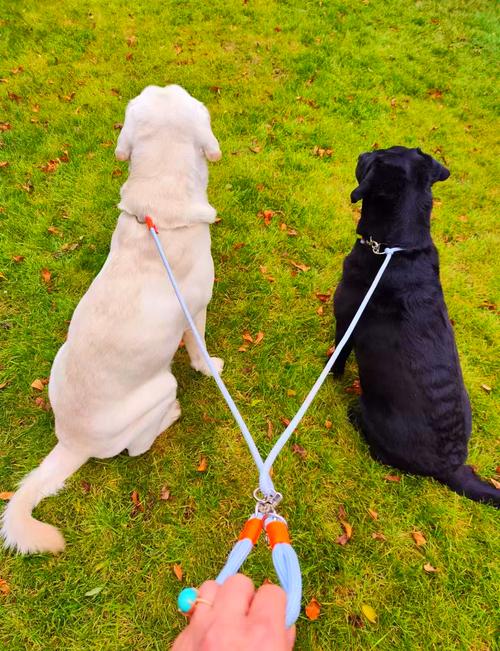 40多天的泰迪狗狗可不可以牵着遛狗