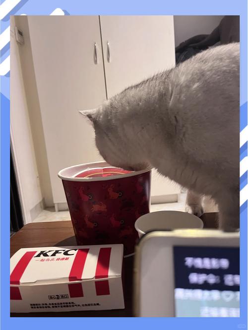 猫咪吃纸怎么办