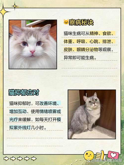 猫咪走失被找回家后变得安静不活泼该怎么办?
